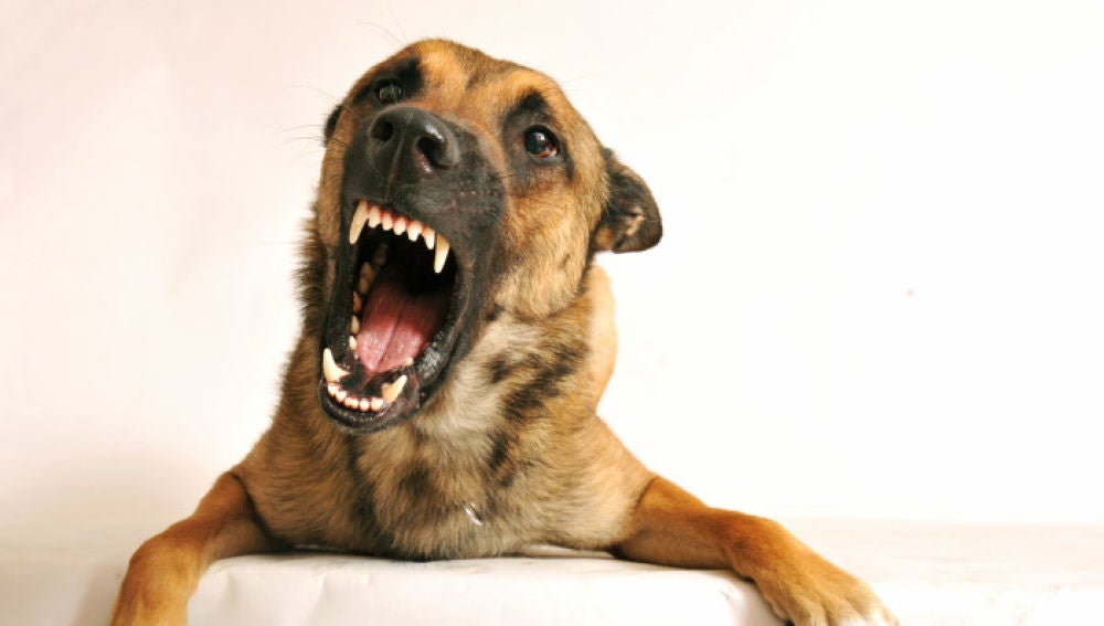 La agresividad en los perros