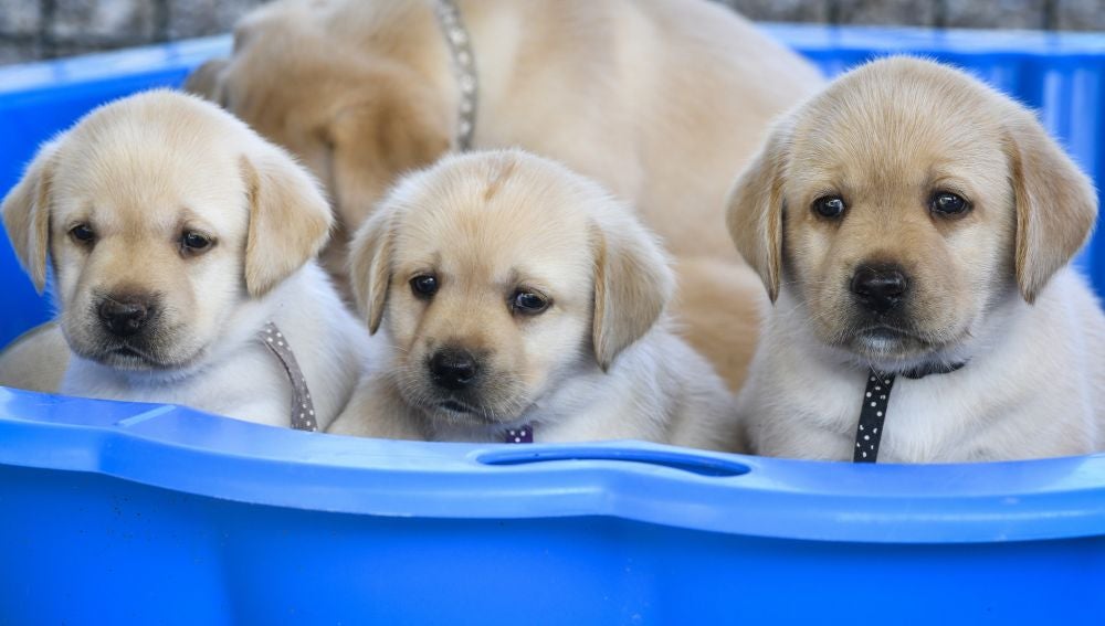 El labrador y el Golden Retriever son las razas más dóciles del estudio