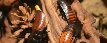 Cucarachas Cucarachas