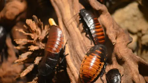 Cucarachas Cucarachas