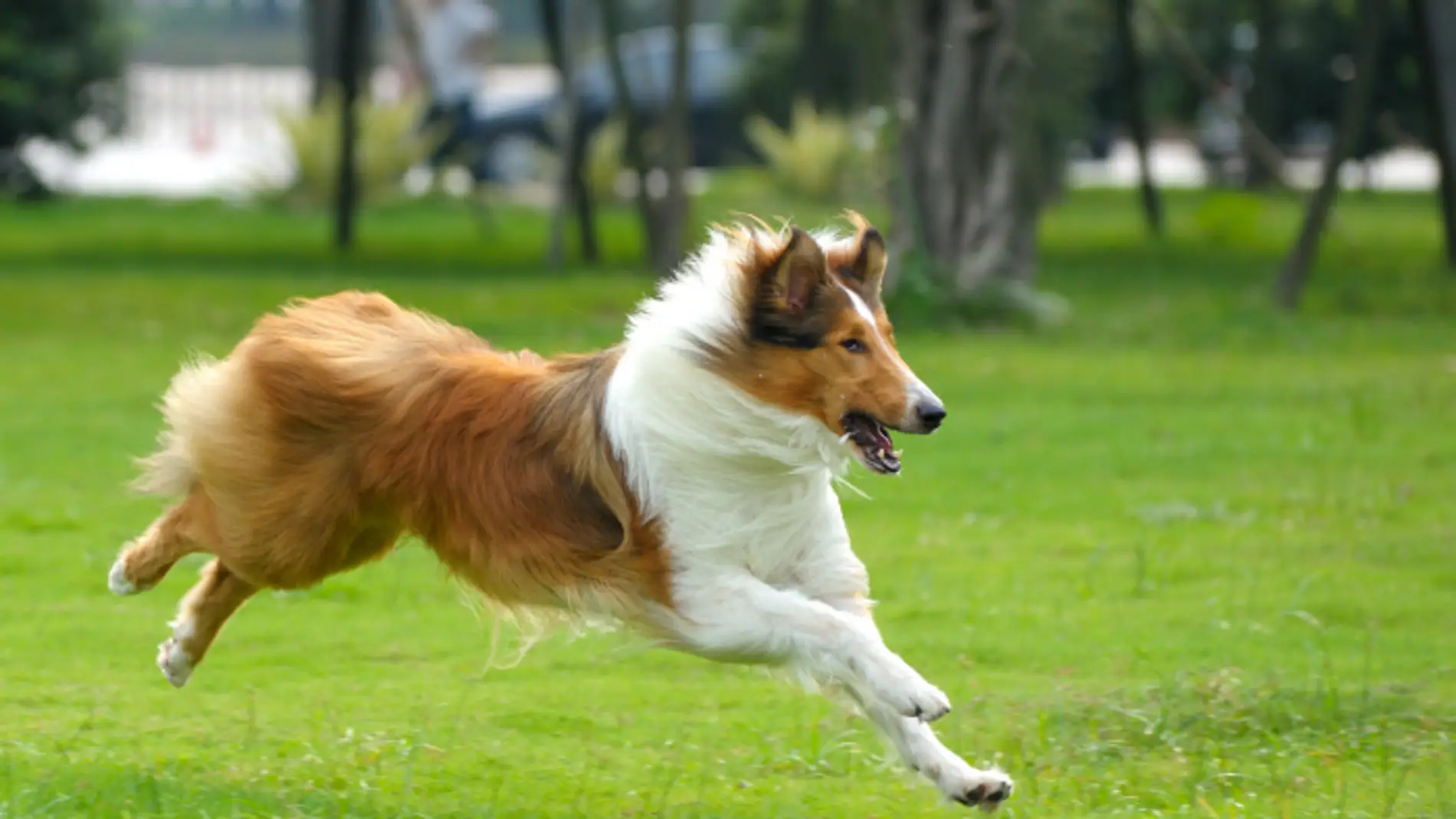 El Rough Collie sería la raza de perro que más agresividad puede desarrollar según el estudio