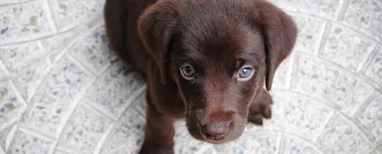 Nombres de perros más comunes en España Nombres de perros más comunes en España