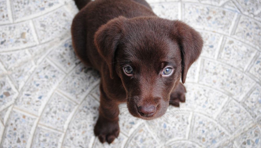 Nombres de perros más comunes en España