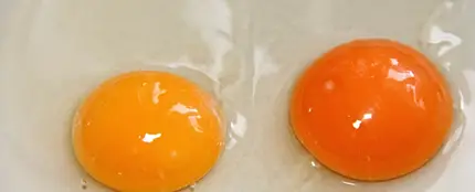 No son proyectos de pollito: qué son en realidad las machas rojas que hay a veces en los huevos No son proyectos de pollito: qué son en realidad las machas rojas que hay a veces en los huevos