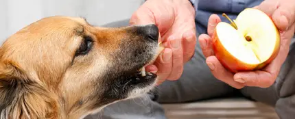 Un perro comiendo manzana Un perro comiendo manzana