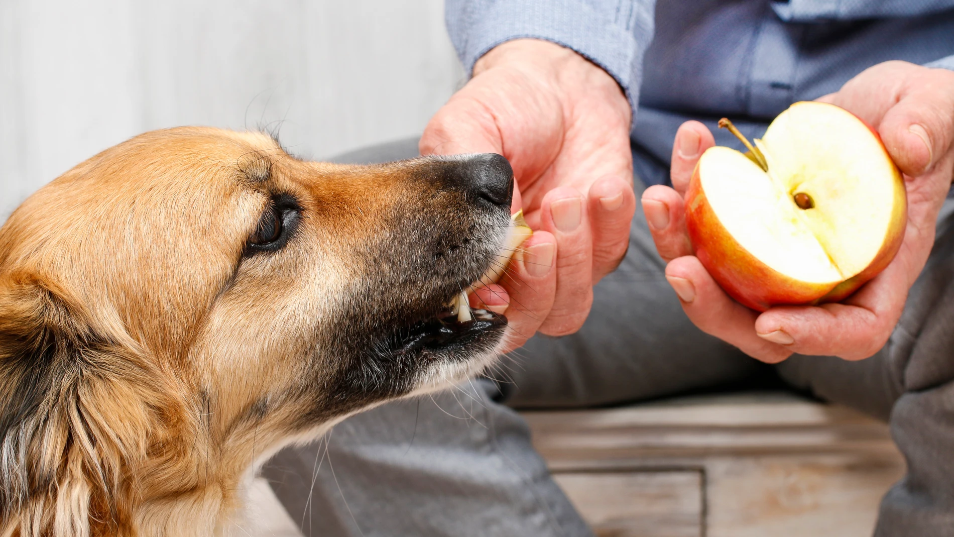 Un perro comiendo manzana