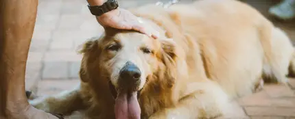Golden Retriever Golden Retriever