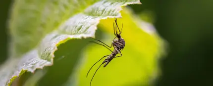 Plantas para repeler a los mosquitos Plantas para repeler a los mosquitos