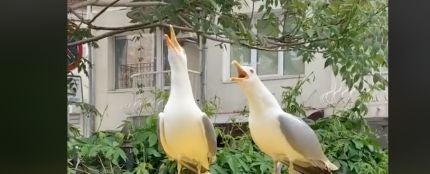 El v&iacute;deo de dos gaviotas cont&aacute;ndose un chiste que te har&aacute; reir