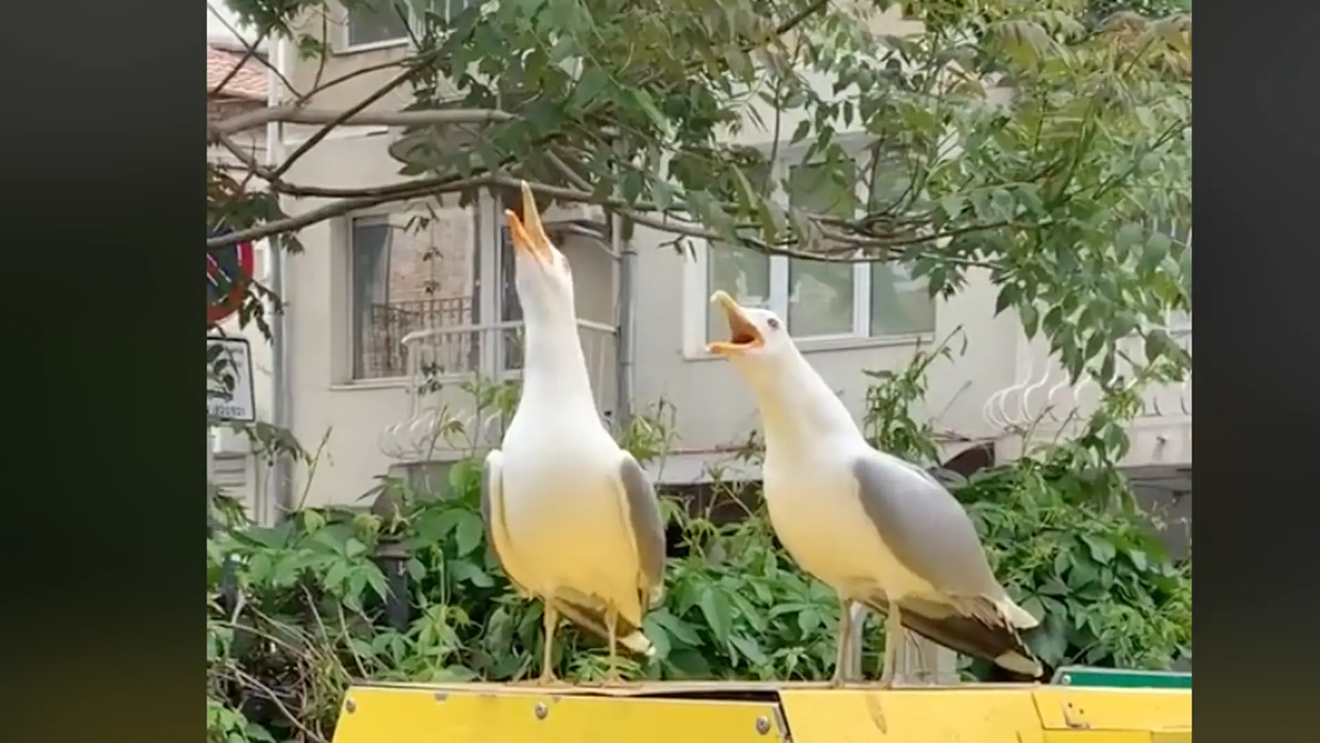 El vídeo de dos gaviotas contándose un chiste que te hará reir