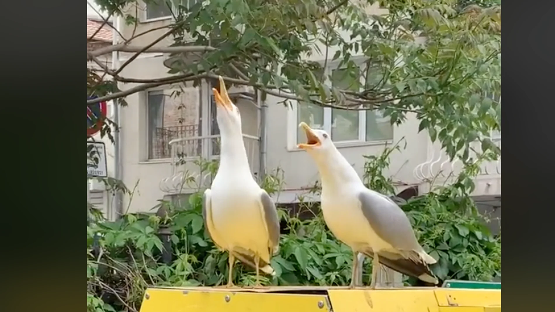 El vídeo de dos gaviotas contándose un chiste que te hará reir El vídeo de dos gaviotas contándose un chiste que te hará reir