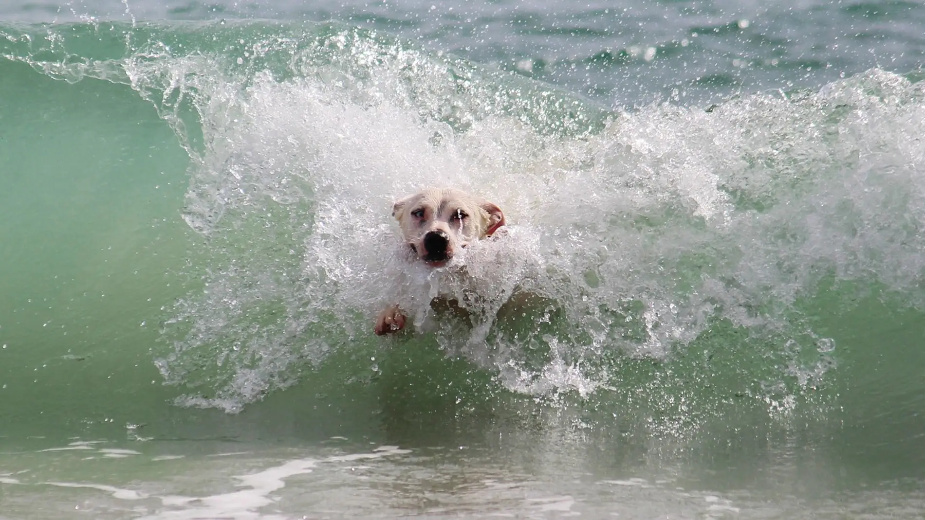 Un perro bañándose en el mar title=