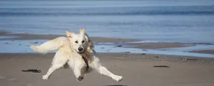 ¿Puedo ir a la playa con mi perro? ¿Puedo ir a la playa con mi perro?