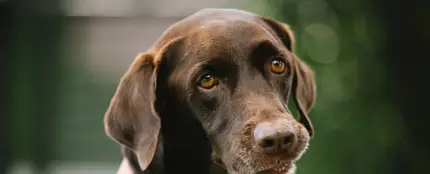 Un perro Un perro