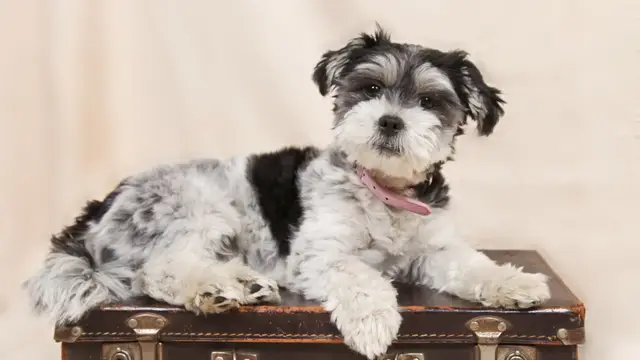 Vacaciones con perros: alojamientos dog-friendly en España