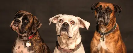 Un estudio afirma que los perros nos entienden Un estudio afirma que los perros nos entienden