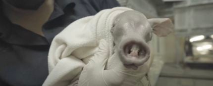 Nace un oricteropo, uno de los animales más excepcionales de Bioparc