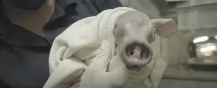 Nace un oricteropo, uno de los animales más excepcionales de Bioparc Nace un oricteropo, uno de los animales más excepcionales de Bioparc