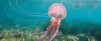 Qué hacer si te pica una medusa: cómo aliviar su dolor Qué hacer si te pica una medusa: cómo aliviar su dolor