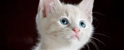 La curiosa forma en que los gatos ven a los humanos La curiosa forma en que los gatos ven a los humanos