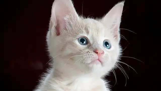 La curiosa forma en que los gatos ven a los humanos