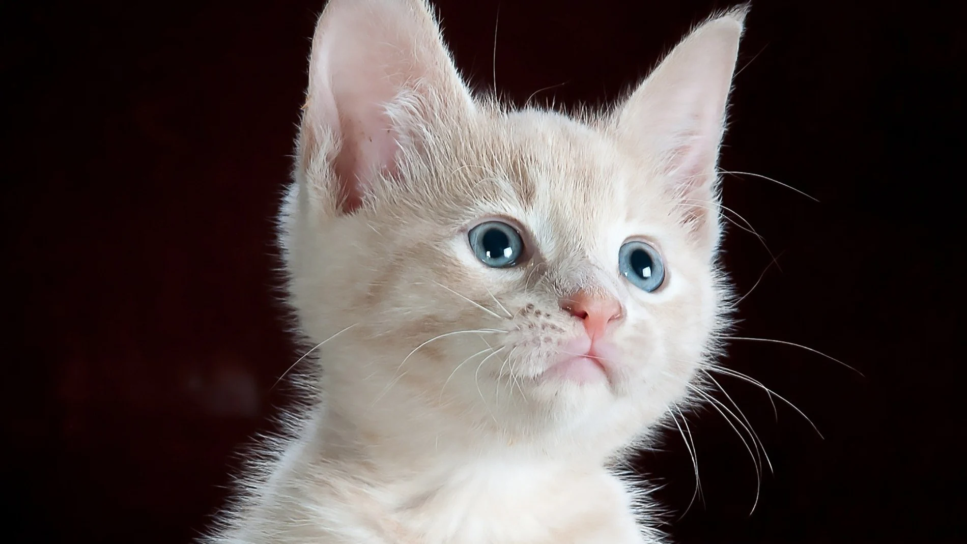 La curiosa forma en que los gatos ven a los humanos