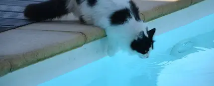 Gatos y calor: consejos para proteger a tu felino Gatos y calor: consejos para proteger a tu felino