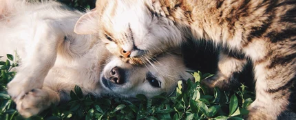 Perros y gatos. Perros y gatos.