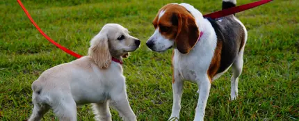 10 errores comunes que cometemos cuando paseamos a nuestros perros 10 errores comunes que cometemos cuando paseamos a nuestros perros