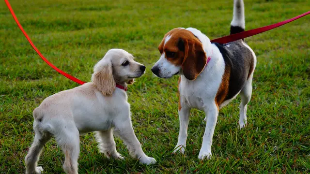 10 errores comunes que cometemos cuando paseamos a nuestros perros