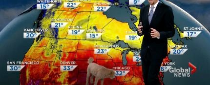Un perro se cuela en la previsión meteorológica de un informativo en directo