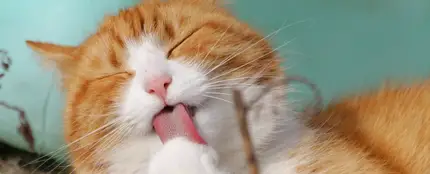 Un gato Un gato