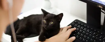 Un gato cerca del ordenador Un gato cerca del ordenador