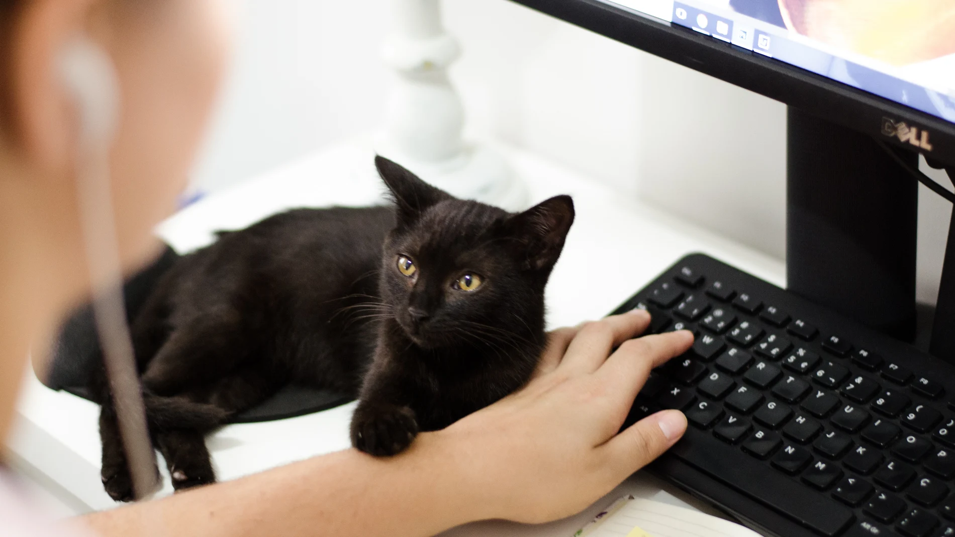 Un gato cerca del ordenador