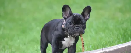 Un perro en la hierba Un perro en la hierba