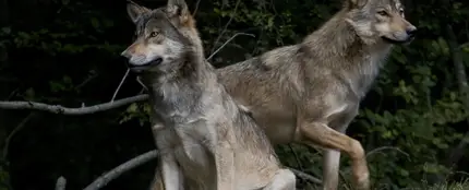 Se prohíbe la caza de lobos en España Se prohíbe la caza de lobos en España