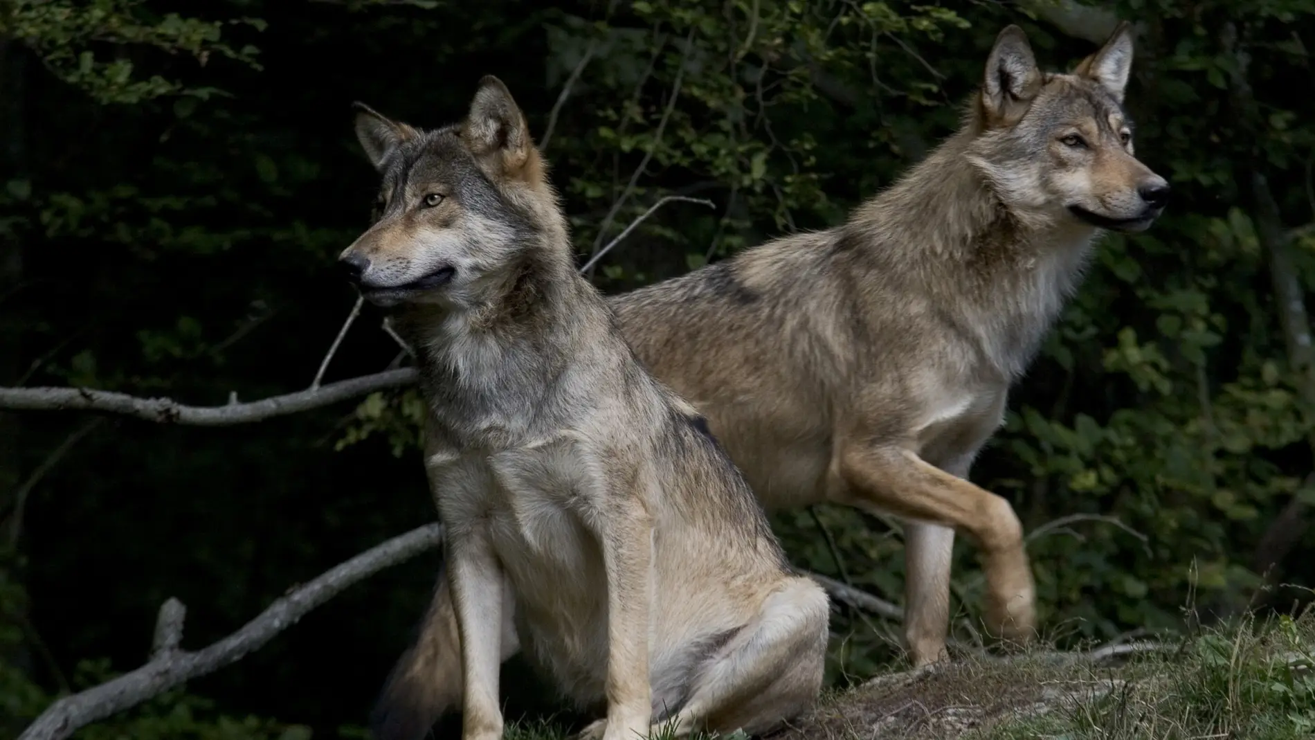 Se prohíbe la caza de lobos en España