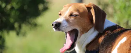 El lenguaje de los perros El lenguaje de los perros