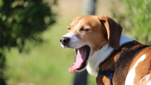 El lenguaje de los perros