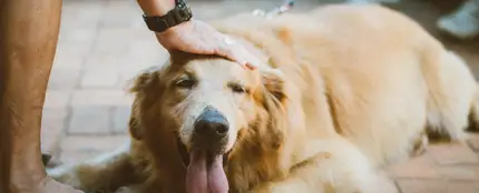 Así será el curso formativo para poder tener mascotas Así será el curso formativo para poder tener mascotas