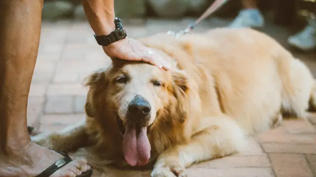 Así será el curso formativo para poder tener mascotas