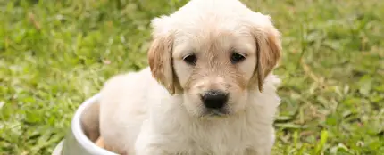 Este mapa muestra los nombres de perros más populares en cada país del mundo Este mapa muestra los nombres de perros más populares en cada país del mundo