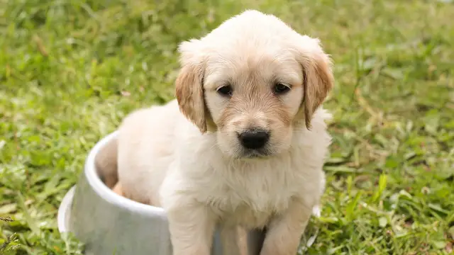 Este mapa muestra los nombres de perros más populares en cada país del mundo