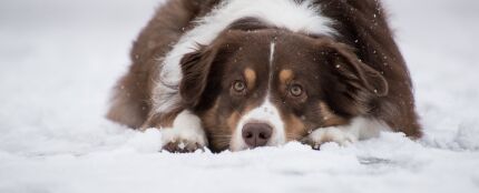 Estas son las 10 razas de perros que mejor aguantan el frío