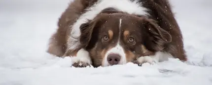 Estas son las 10 razas de perros que mejor aguantan el frío Estas son las 10 razas de perros que mejor aguantan el frío