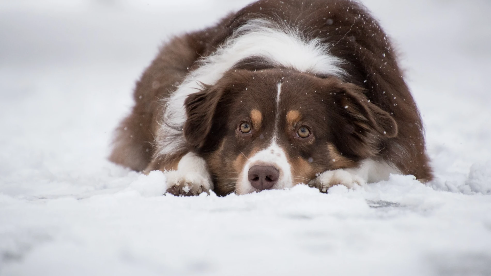 Estas son las 10 razas de perros que mejor aguantan el frío