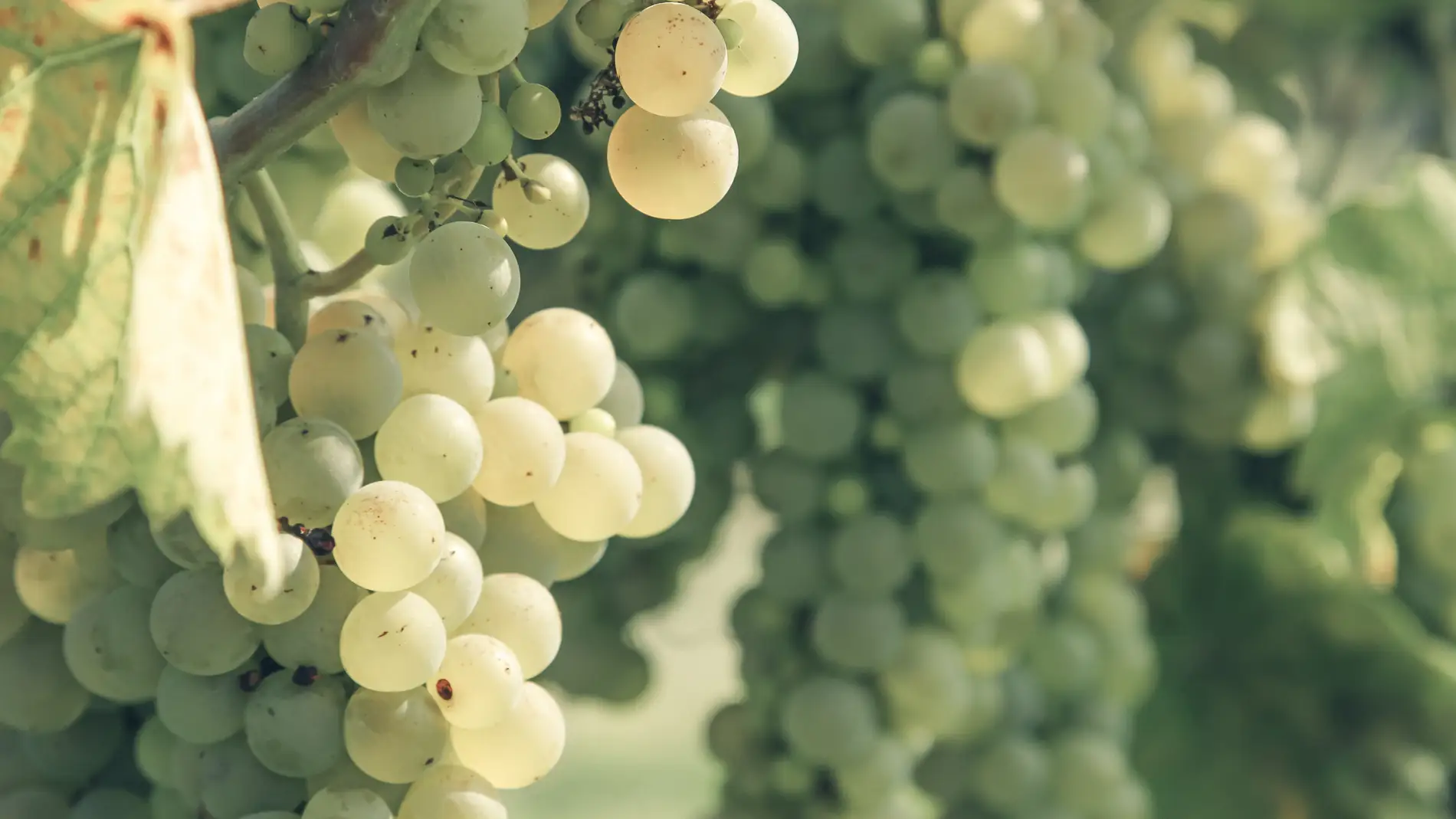 El tipo de uva también marca la diferencia entre el champán y el cava title=