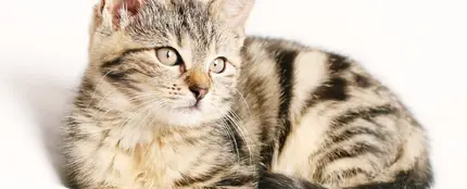 ¿Qué le pasa a mi gato? Este viral te descubre cuándo saber si tu mascota siente dolor ¿Qué le pasa a mi gato? Este viral te descubre cuándo saber si tu mascota siente dolor