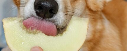 Un perro comiendo una manzana