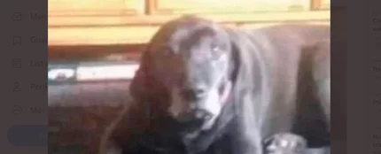 Foto viral perro o niño Foto viral perro o niño